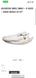 Gator Skull 8”-9”