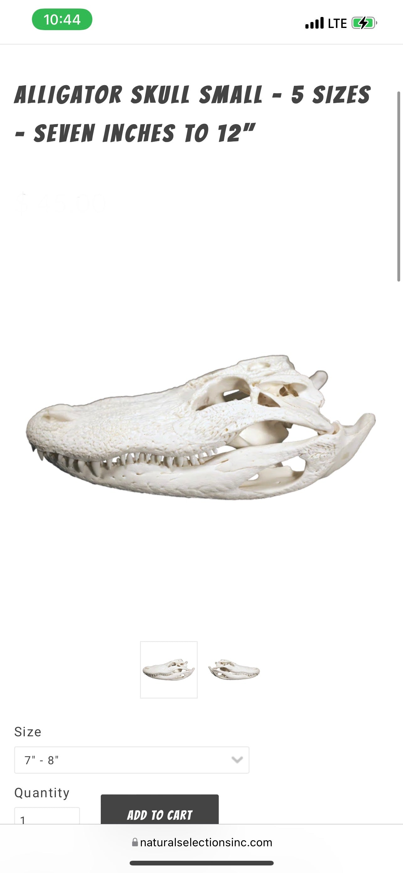 Gator Skull 8”-9”